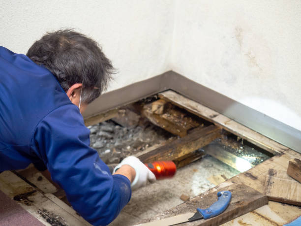 Best Crawl Space Mold Removal  in Vine Grove, KY
