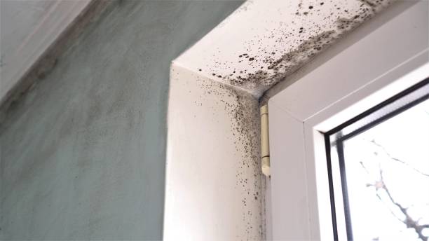 Best Office Mold Removal Services  in Vine Grove, KY