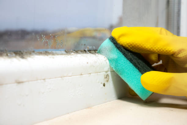 Best Affordable Mold Removal  in Vine Grove, KY