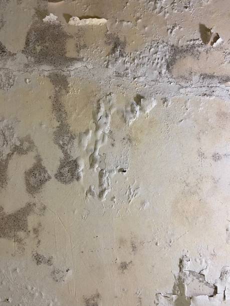 Best Mold Removal Near Me  in Vine Grove, KY
