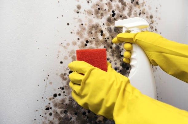 Home Mold Removal in Vine Grove, KY