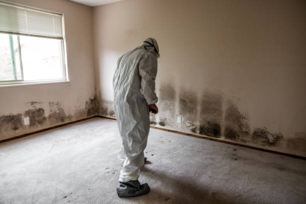 Best Commercial Mold Removal  in Vine Grove, KY