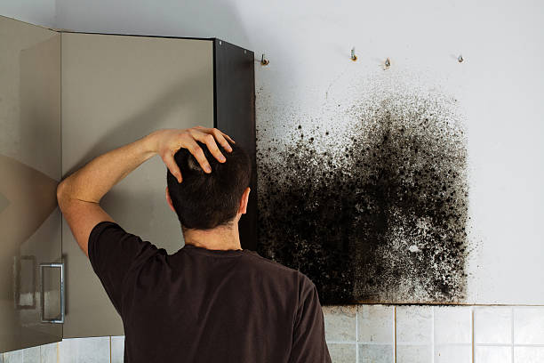 Best Certified Mold Removal  in Vine Grove, KY