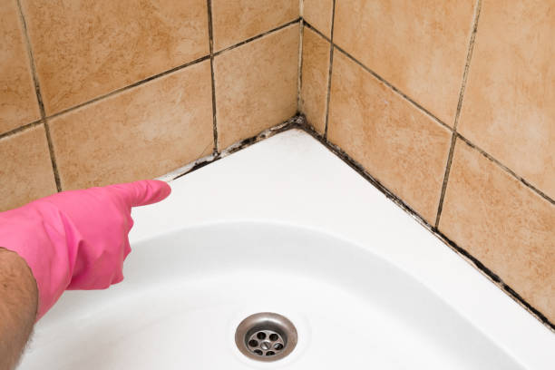 Best Home Mold Removal  in Vine Grove, KY