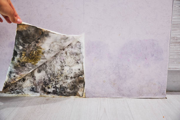 Best Home Mold Removal  in Vine Grove, KY